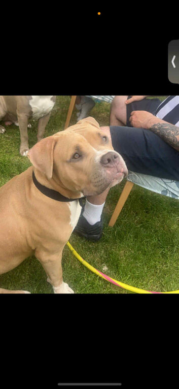 Staffi cross mastiff