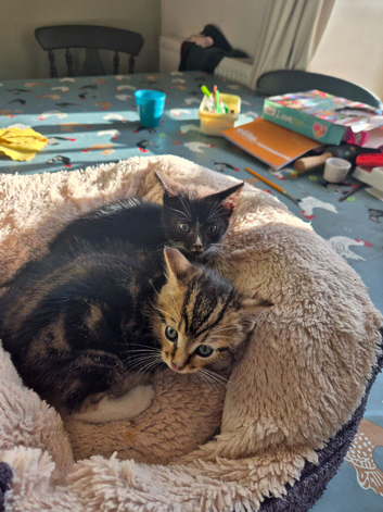 Tabby Kittens Ready now