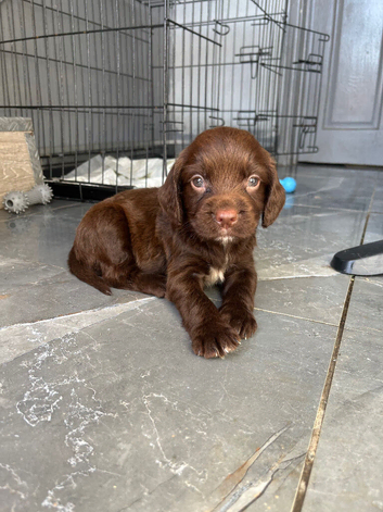 Stunning cocker spaniel puppies