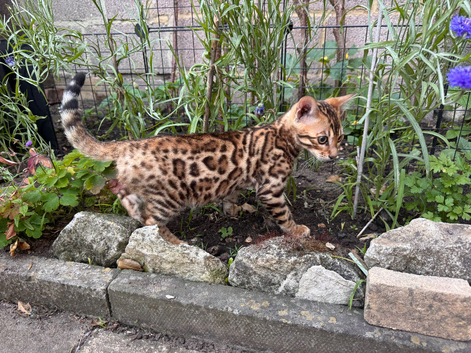 Tica reg Bengal kittens
