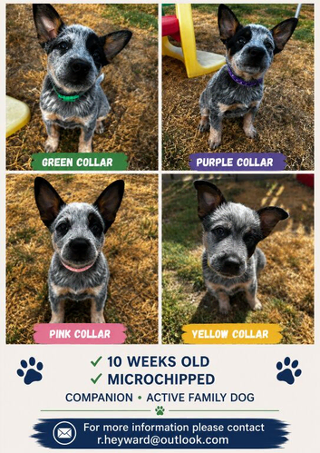 Stunning pure Australian Cattle dogs