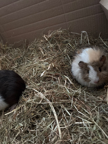 Baby guniea pigs