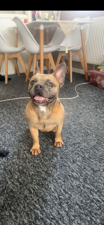 Golden Frenchie cross. Female