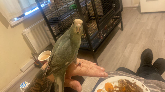 Hand tame Kakariki's