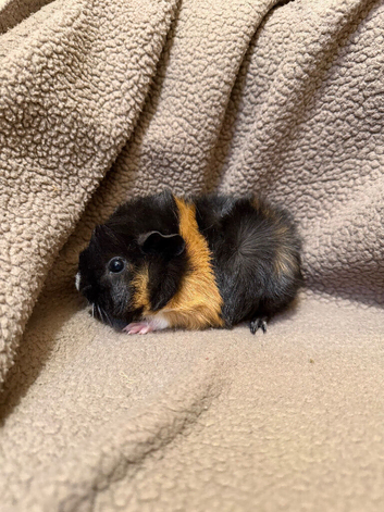 baby boy guinea pigs