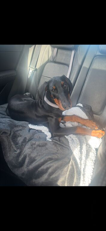 Female Doberman puppy