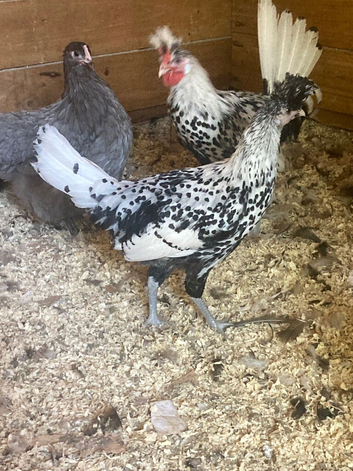 Silver Appenzeller Spitzhauben for sale
