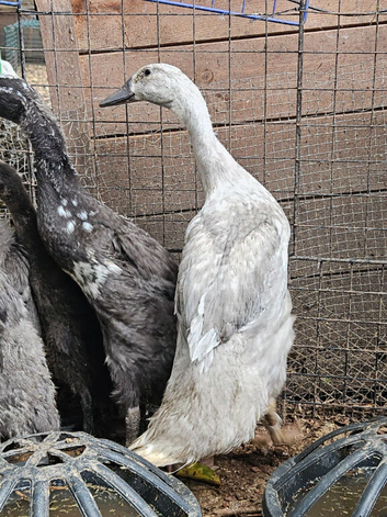 Beautiful Indian Runner Ducks