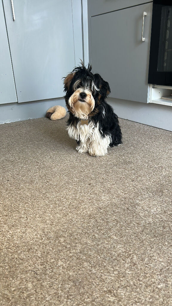 8 month old Biewer terrier