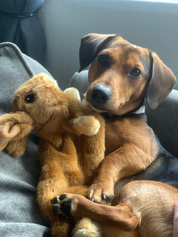 Dachshund cross Jack Russell for loving new home