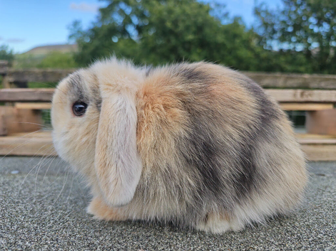 Various Mini Lop Youngsters