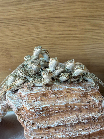 Baby bearded dragons