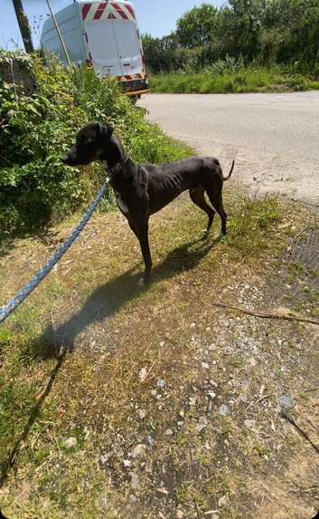 Lurchers  pups looking  for forever homes