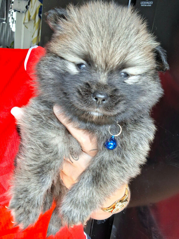 3 gorgeous pomeranian pups 4wks old