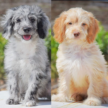 5* licensed breeder two beautiful girls! Ready now!