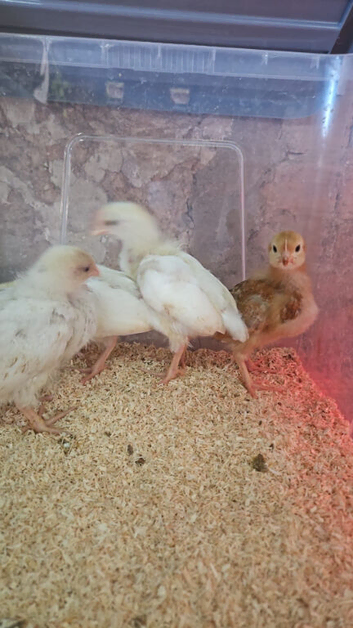 Leghorn Chicks for Sale &ndash; Bridgwater