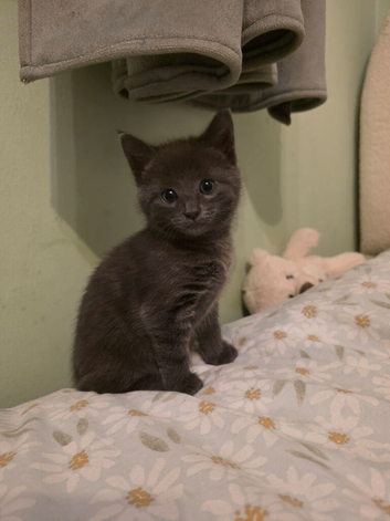 Kittens
