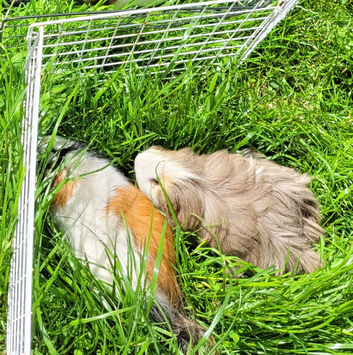 2 bonded male guinea pigs