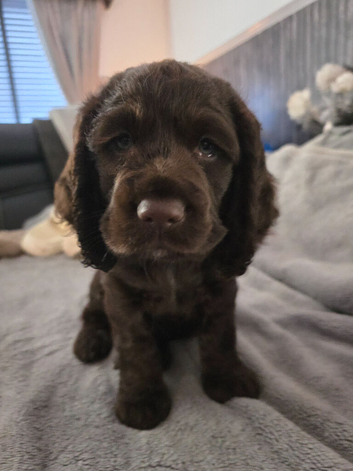 KC Registered Working Cocker Spaniel Puppy
