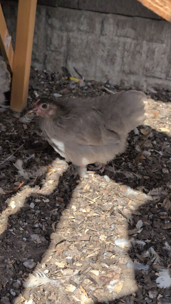 Lavender pekin trio