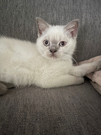 Ready now lilac point British Shorthair kitten