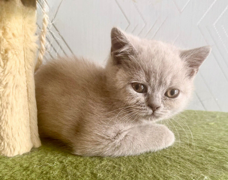 British Shorthair Kittens