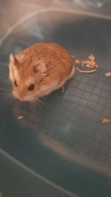 male russian dwarf hamster
