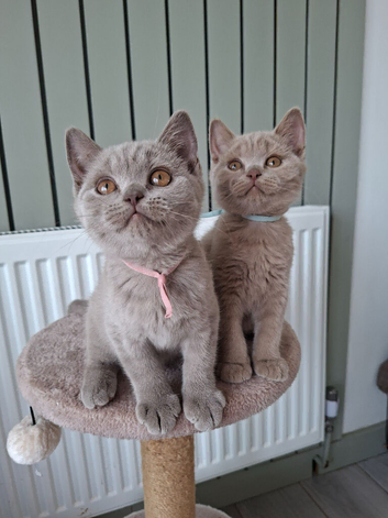 READY NOW :) 2 british shorthair kittens looking for 5* homes  )