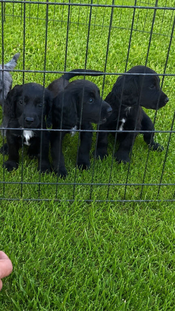 Cocker spaniel puppies for sale