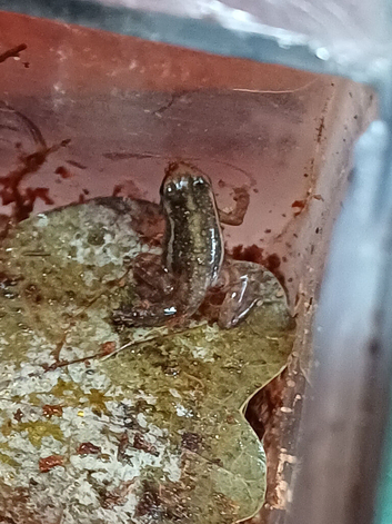 14 phantasmal dart frog froglets available