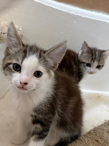 Kittens for sale