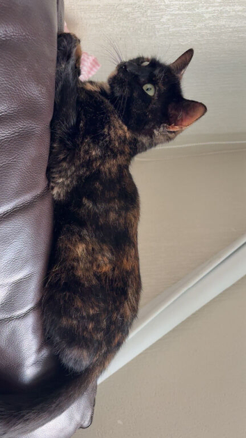 Female torti cat