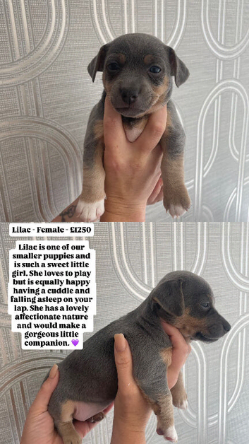 Jack Russell Puppies Looking for Their Forever Home