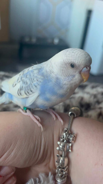 Beautiful tame budgies