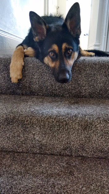 10 month husky/shepherd cross