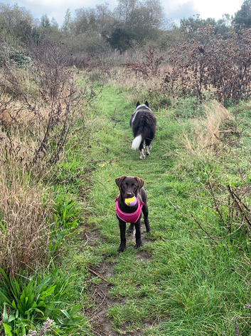 dog walker