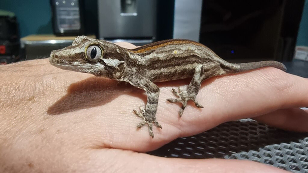 Gargoyle Geckos