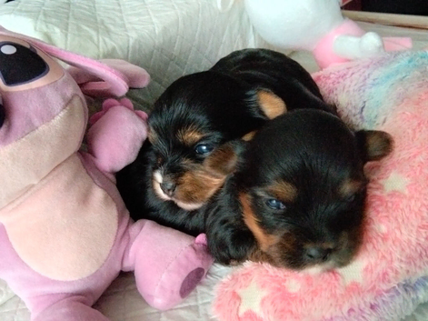 2 Sweter Yorkshire Terrier puppy