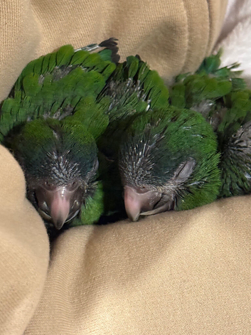 Hand reared hahns macaw (male)