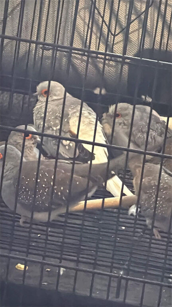 Diamond Doves Normal and Silver Young Adults