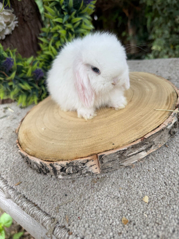 Baby blue eyed white mini lops
