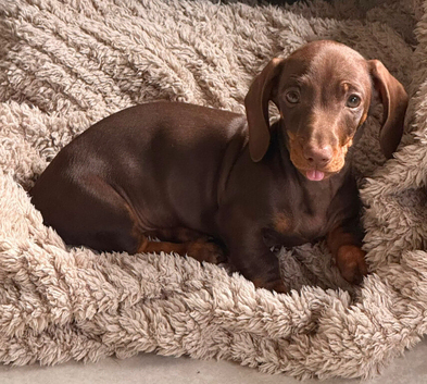 Chocolate male dachshund