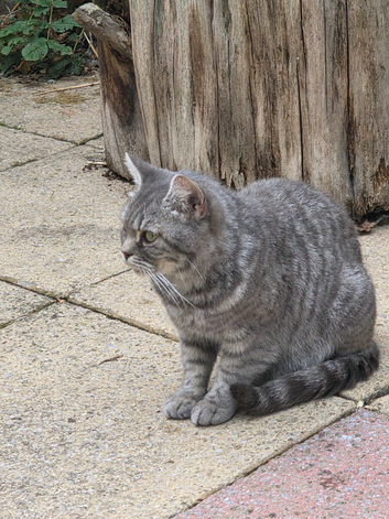 BSH  cat