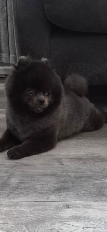 Very small teddy bear pomeranian