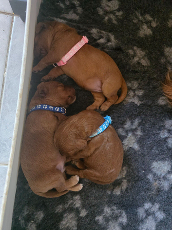 Exceĺent cockerpoo puppies 3 males