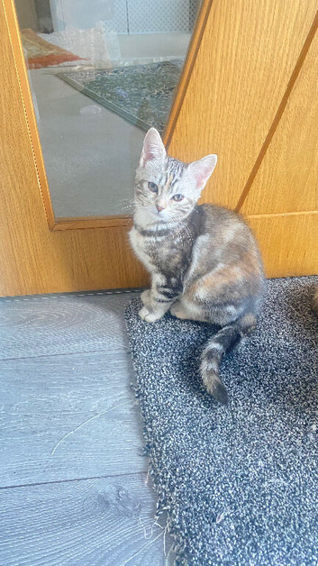 Kitten for sale