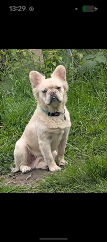 Fluffy Frenchie