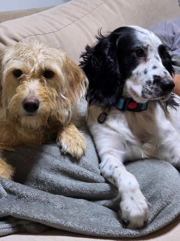 Australian Labradoodle Puppies