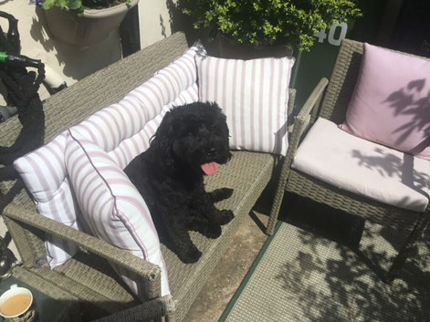 Cockapoo needs new home