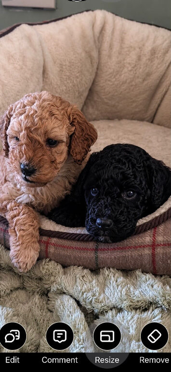 Real life Teddy Bears F1B curly miniature cockapoo